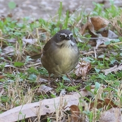 Sericornis frontalis (White-browed Scrubwren) at West Wodonga, VIC - 5 Sep 2025 by KylieWaldon