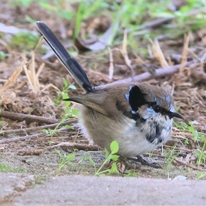 Malurus cyaneus at West Wodonga, VIC - 5 Sep 2025 03:46 PM