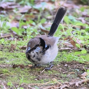 Malurus cyaneus at West Wodonga, VIC - 5 Sep 2025 03:46 PM