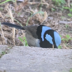 Malurus cyaneus at West Wodonga, VIC - 5 Sep 2025 03:46 PM