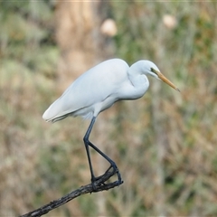 Ardea alba (Great Egret) at Latham, ACT - 11 Jun 2025 by Caric