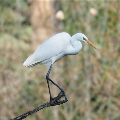 Ardea alba (Great Egret) at Latham, ACT - 11 Jun 2025 by Caric