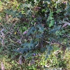 Unverified Other Shrub at Broke, NSW - 6 Sep 2025 by RoyP