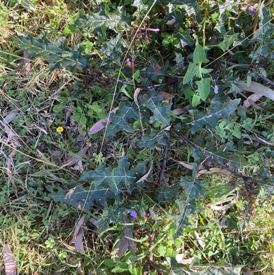 Unverified Other Shrub at Broke, NSW - 6 Sep 2025 by RoyP