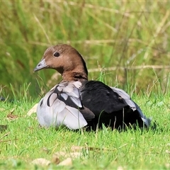 Chenonetta jubata (Australian Wood Duck) at Bandiana, VIC - 6 Sep 2025 by KylieWaldon