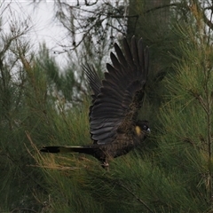 Zanda funerea (Yellow-tailed Black-Cockatoo) at Latham, ACT - 8 Jul 2025 by Caric
