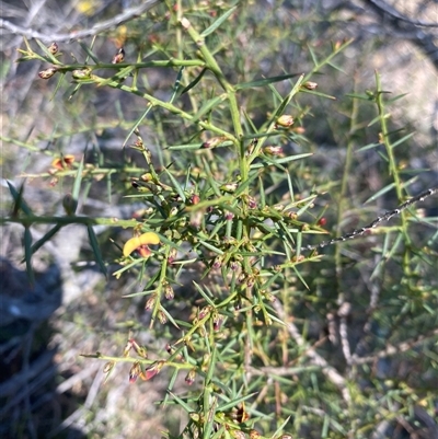 Daviesia decurrens at Broke, NSW - 3 Sep 2025 by RoyP