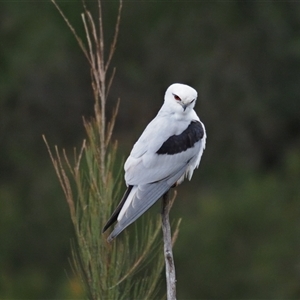 Elanus axillaris (Black-shouldered Kite) at Latham, ACT - 11 Jul 2025 by Caric