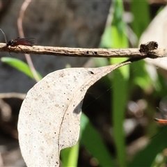 Sciaridae sp. (family) (Black fungus gnat) at Bandiana, VIC - 6 Sep 2025 by KylieWaldon