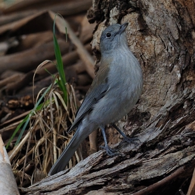 Colluricincla harmonica (Grey Shrikethrush) at Undefined Area - 11 Jul 2025 by Caric