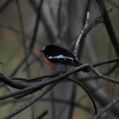 Petroica boodang (Scarlet Robin) at Latham, ACT - 11 Jul 2025 by Caric
