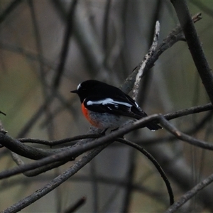 Petroica boodang at Latham, ACT - 11 Jul 2025 11:37 AM