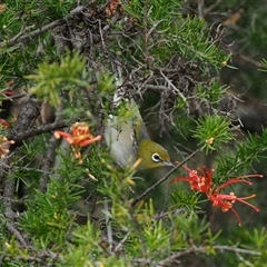 Zosterops lateralis (Silvereye) at Latham, ACT - 26 Aug 2025 by Caric