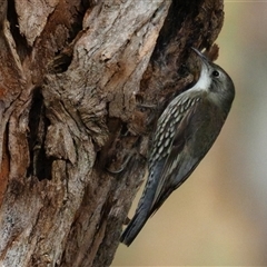 Cormobates leucophaea (White-throated Treecreeper) at Latham, ACT - 2 Sep 2025 by Caric