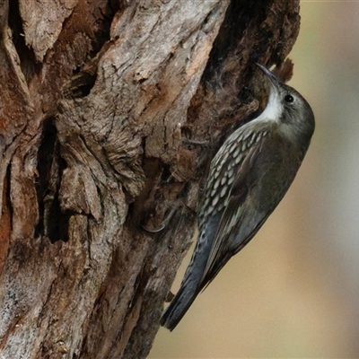 Cormobates leucophaea (White-throated Treecreeper) at Latham, ACT - 2 Sep 2025 by Caric