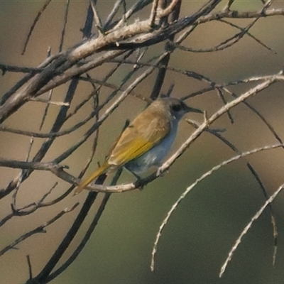 Lichmera indistincta (Brown Honeyeater) at Dunlop, ACT - 5 Sep 2025 by Caric