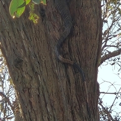 Varanus varius (Lace Monitor) at Little Billabong, NSW - 6 Sep 2025 by KDurant