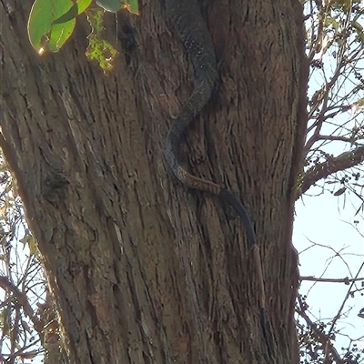 Varanus varius (Lace Monitor) at Little Billabong, NSW - 6 Sep 2025 by KDurant