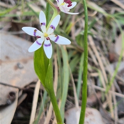 Wurmbea dioica subsp. dioica (Early Nancy) at Little Billabong, NSW - 6 Sep 2025 by KDurant