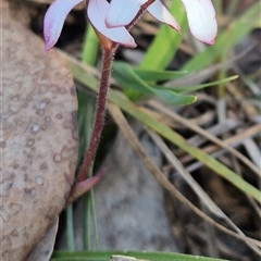 Caladenia sp. at Little Billabong, NSW - 6 Sep 2025 by KDurant