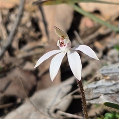 Caladenia fuscata (Dusky Fingers) at Little Billabong, NSW - 6 Sep 2025 by KDurant