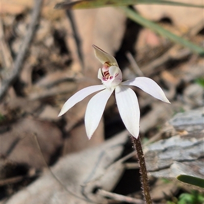 Caladenia fuscata (Dusky Fingers) at Little Billabong, NSW - 6 Sep 2025 by KDurant