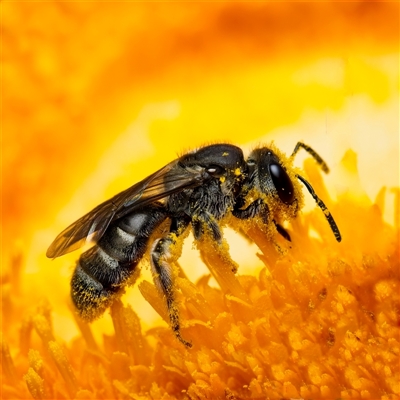 Lasioglossum (Chilalictus) sp. (genus & subgenus) (Halictid bee) at Melba, ACT - 23 Nov 2024 by Debbie05