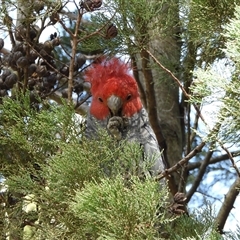 Callocephalon fimbriatum (Gang-gang Cockatoo) at Kingston, ACT - 5 Sep 2025 by LineMarie