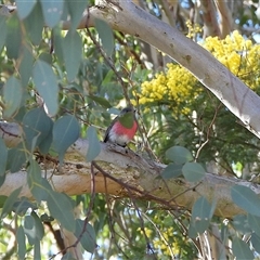 Petroica rosea (Rose Robin) at Kingston, ACT - 5 Sep 2025 by LineMarie