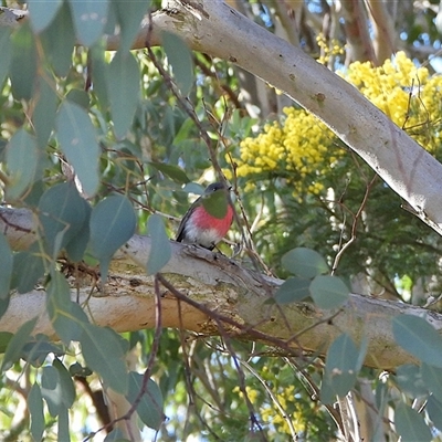 Petroica rosea (Rose Robin) at Kingston, ACT - 5 Sep 2025 by LineMarie