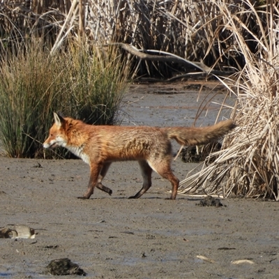 Vulpes vulpes (Red Fox) at Fyshwick, ACT - 5 Sep 2025 by LineMarie