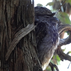 Podargus strigoides (Tawny Frogmouth) at Fyshwick, ACT - 5 Sep 2025 by LineMarie