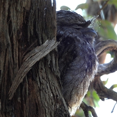 Podargus strigoides (Tawny Frogmouth) at Fyshwick, ACT - 5 Sep 2025 by LineMarie
