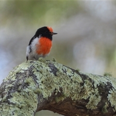 Petroica goodenovii (Red-capped Robin) at Denman Prospect, ACT - 11 Mar 2024 by LineMarie