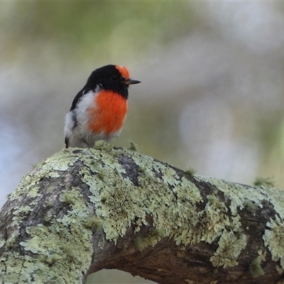 Petroica goodenovii (Red-capped Robin) at Denman Prospect, ACT - 11 Mar 2024 by LineMarie