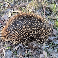 Tachyglossus aculeatus (Short-beaked Echidna) at Little Billabong, NSW - 6 Sep 2025 by KDurant