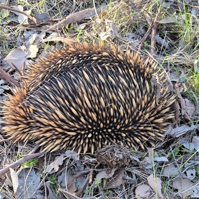 Tachyglossus aculeatus (Short-beaked Echidna) at Little Billabong, NSW - 6 Sep 2025 by KDurant