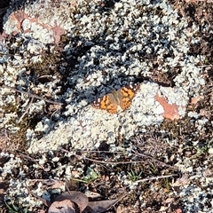 Vanessa kershawi (Australian Painted Lady) at Little Billabong, NSW - 6 Sep 2025 by KDurant