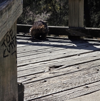 Tachyglossus aculeatus (Short-beaked Echidna) at Greenway, ACT - 6 Sep 2025 by HanaFlowers