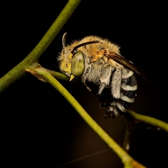 Amegilla (Asaropoda) sp. (genus & subgenus) (Teddy Bear Bee) at Flynn, ACT - 18 Feb 2025 by Debbie05