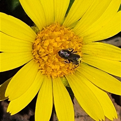 Unverified Insect at Little Billabong, NSW - 6 Sep 2025 by KDurant