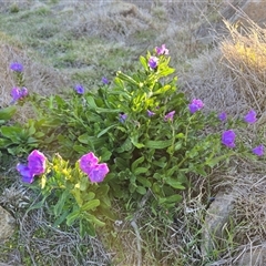 Echium plantagineum (Paterson's Curse) at Isaacs, ACT - 6 Sep 2025 by Mike