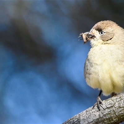 Aphelocephala leucopsis (Southern Whiteface) at Jerrabomberra, NSW - 6 Sep 2025 by epic
