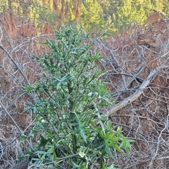 Cirsium vulgare (Spear Thistle) at Isaacs, ACT - 6 Sep 2025 by Mike