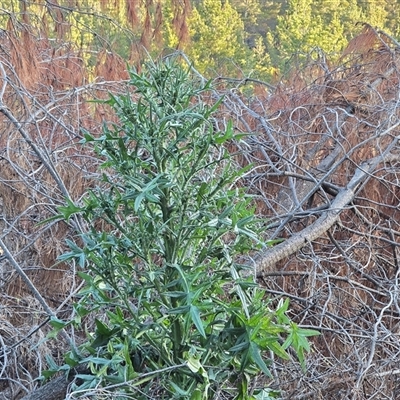 Cirsium vulgare (Spear Thistle) at Isaacs, ACT - 6 Sep 2025 by Mike