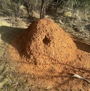 Nasutitermes (genus) (Snouted termite, Gluegun termite) at Hackett, ACT - 6 Sep 2025 by Lisa.Jok