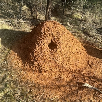 Nasutitermes (genus) (Snouted termite, Gluegun termite) at Hackett, ACT - 6 Sep 2025 by Lisa.Jok