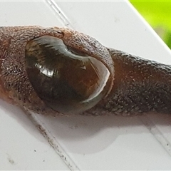 Stanisicarion freycineti (Crimson Foot Semi-Slug) at Copmanhurst, NSW - 26 Apr 2025 by MazzV