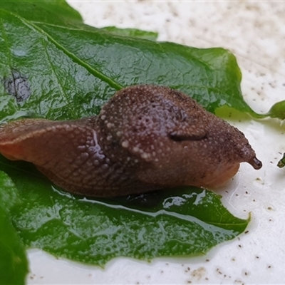 Stanisicarion freycineti (Crimson Foot Semi-Slug) at  - suppressed by MazzV