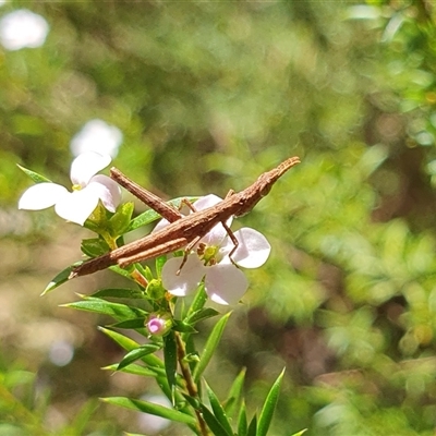 Keyacris scurra (Key's Matchstick Grasshopper) at Penrose, NSW - 6 Sep 2025 by Aussiegall